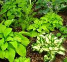 Hosta Garden plants